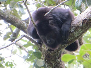 Howler Monkey